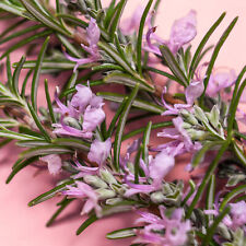 Used, Rosemary Pink Herb - Culinary Plant | Kitchen Garden Fresh Cooking Herbs 8cm Pot for sale  UK