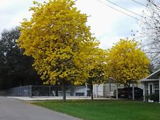yellow tree trumpet for sale  Bartow