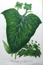 Dorstenia maculata contrajerva for sale  SHREWSBURY