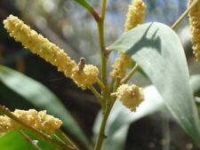 Acacia blakei seeds for sale  Littlerock
