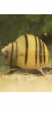 live snails for sale  ORMSKIRK