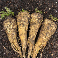 Hollow crown parsnip for sale  Minneapolis