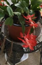 Red christmas schlumbergera for sale  Franklin