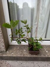 Holm oak bonsai for sale  LLANELLI