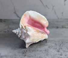 Large natural conch for sale  Westfield