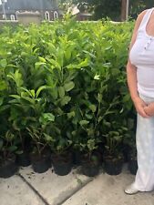 10 Cherry Laurel Hedging 3-4ft Evergreen Plants Multi Stem A+ 3 Litre Pots for sale  CRAIGAVON