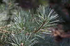 Pinus sylvestris glauca gebraucht kaufen  Westerstede