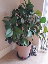 Large Rubber Plant for sale  BROMSGROVE