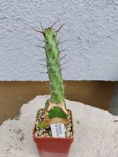 Euphorbia cap guardafui gebraucht kaufen  Coswig