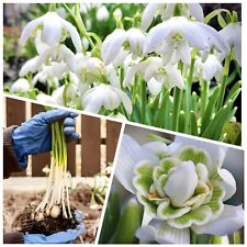 Double snowdrop bulbs for sale  WISBECH