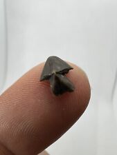 Nautile beak from d'occasion  France