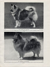 Keeshond two named for sale  COLEFORD