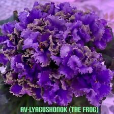 African violet lyagushonok for sale  Brooklyn