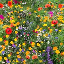 Wildflower seeds mix for sale  UK