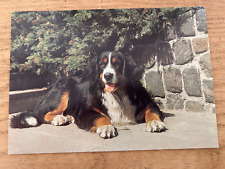Postkarte hund berner gebraucht kaufen  Köln