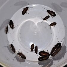 Madagascar hissing cockroach for sale  SWANSEA