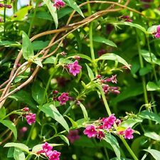 Suttons jasmine beesianum for sale  UK