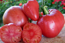 Graines tomate rare d'occasion  Poisy