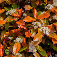 Photinia fraseri little for sale  IPSWICH