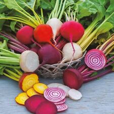 Beetroot rainbow mixed for sale  BRISTOL