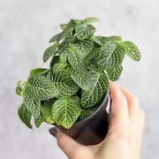 Fittonia albivenis mosaic for sale  Brooklyn