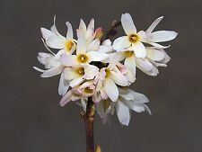 Abeliophyllum distichum roseum for sale  CRANBROOK