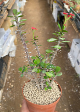 Euphorbia milii pianta usato  Menfi