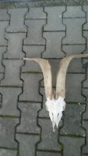 goat skull for sale  Shipping to Ireland