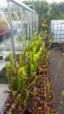 Darlingtonia californica seed for sale  HELSTON