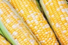 Sweet corn seed for sale  Shipshewana