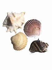 Lot seashells nautical for sale  Tinley Park