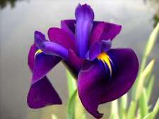 japanese iris for sale  MARKET RASEN