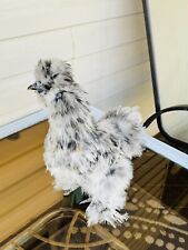 Fertile silkie hatching for sale  West Liberty