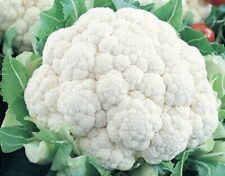 400 cauliflower seeds for sale  Buffalo