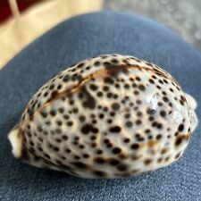 tiger cowrie for sale  Riner