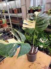 MONSTERA DELICIOSA MINT 2 LEAF LARGE FORM,FULLY ROOTED  IN 2 LTR POT, used for sale  Shipping to South Africa
