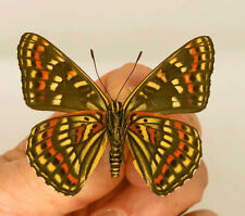 limenitis for sale  Shipping to South Africa