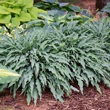 Hosta silly string for sale  New Castle
