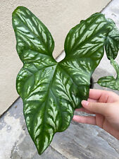 Caladium cercestis mirabilis d'occasion  Expédié en Belgium