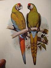 Vintage picture macaw usato  Tiers