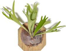 Staghorn fern cedar for sale  Saint Augustine