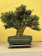bonsai indoor gebraucht kaufen  Spiesen-Elversberg