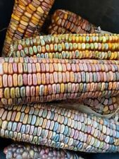 ICE Lady Corn-maíz - 10+ semillas-semillas-graines-samen - ZM 069 segunda mano  Embacar hacia Spain