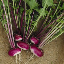 Turnip seeds purple for sale  PEEBLES