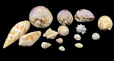Vintage mixed seashell for sale  Minneapolis