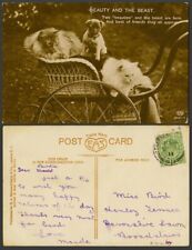 Cartão postal antigo 1911 gatos persas gatinhos buldogue cachorro touro filhote Beauty & The Beast comprar usado  Enviando para Brazil