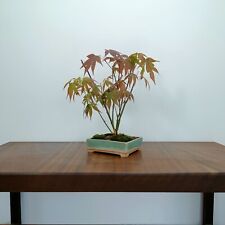 Bonsai japanese maple for sale  DERBY