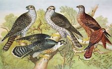 Bird falcons gyrfalcon for sale  Shipping to Ireland
