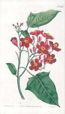1808 CURTIS Botanical JATROPHA INTEGERRIMA Pl 1464 (CB8/120) for sale  Shipping to South Africa