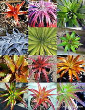 COLOR DYCKIA MIX @ exotic succulent hetchia agave xeriscaping aloe seed 50 SEEDS for sale  Shipping to South Africa